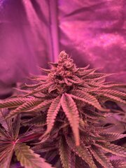 IMG_1706.jpeg