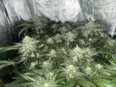IMG_1713.jpeg