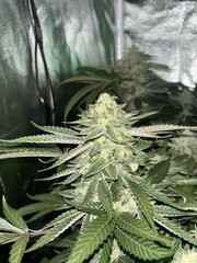 IMG_1714.jpeg