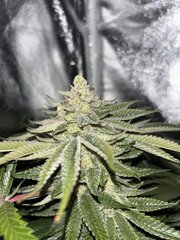 IMG_1715.jpeg