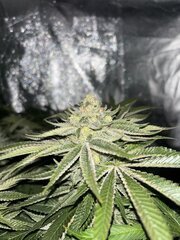 IMG_1716.jpeg