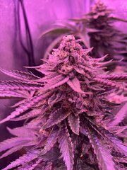 IMG_1728.jpeg
