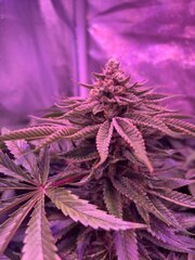 IMG_1729.jpeg