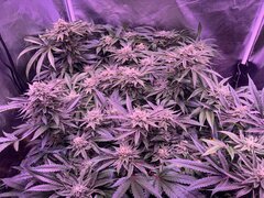 IMG_1730.jpeg