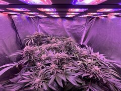 IMG_1731.jpeg