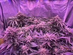 IMG_1750.jpeg