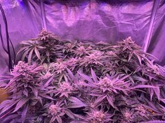 IMG_1751.jpeg