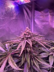 IMG_1753.jpeg