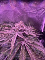 IMG_1754.jpeg