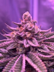 IMG_1759.jpeg