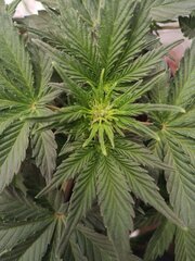 IMG_20260419_234027.jpg