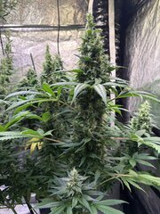 SuperSourSkunk x SD2010