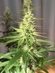 Bandaid Haze IX 3.0 f2