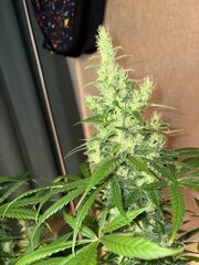 SuperSourSkunk x SD2010