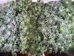 IMG_7955.jpeg