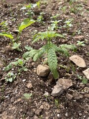 IMG_8193.jpeg