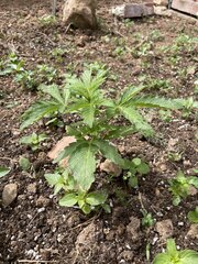 IMG_8194.jpeg