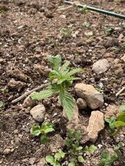 IMG_8197.jpeg