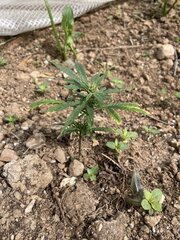 IMG_8199.jpeg