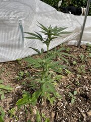 IMG_8203.jpeg