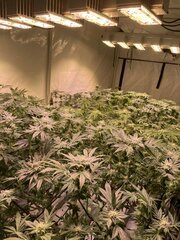 IMG_8215.jpeg