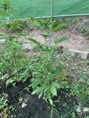 IMG_8572.jpeg