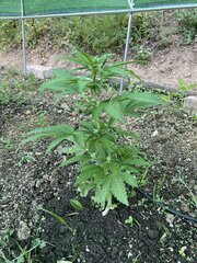 IMG_8575.jpeg