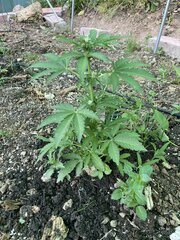 IMG_8576.jpeg