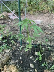 IMG_8577.jpeg