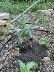 IMG_8582.jpeg