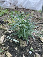 IMG_8584.jpeg