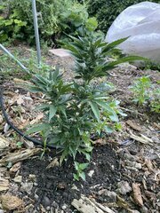 IMG_8587.jpeg