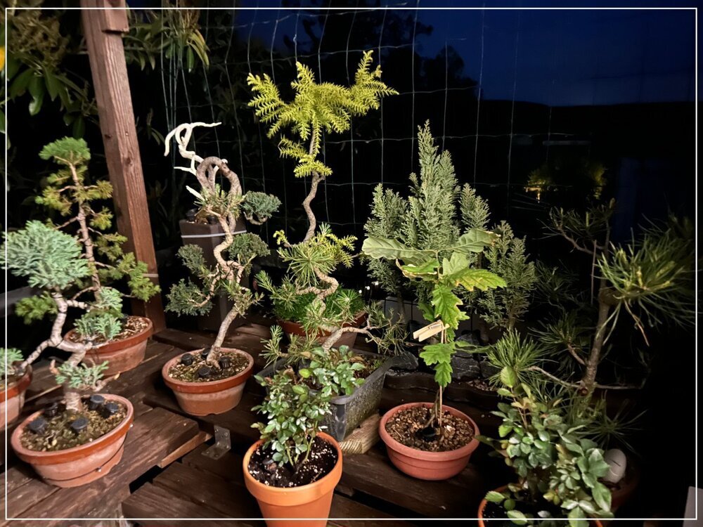 1345914578_bonsai2maiC.thumb.jpg.1c7a7526b1ac827a3932ebe7dbdbe77b.jpg