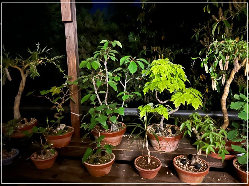 1478802963_bonsai2maiA.thumb.jpg.df18908eb87fd03a979e1ebecef0a03a.jpg