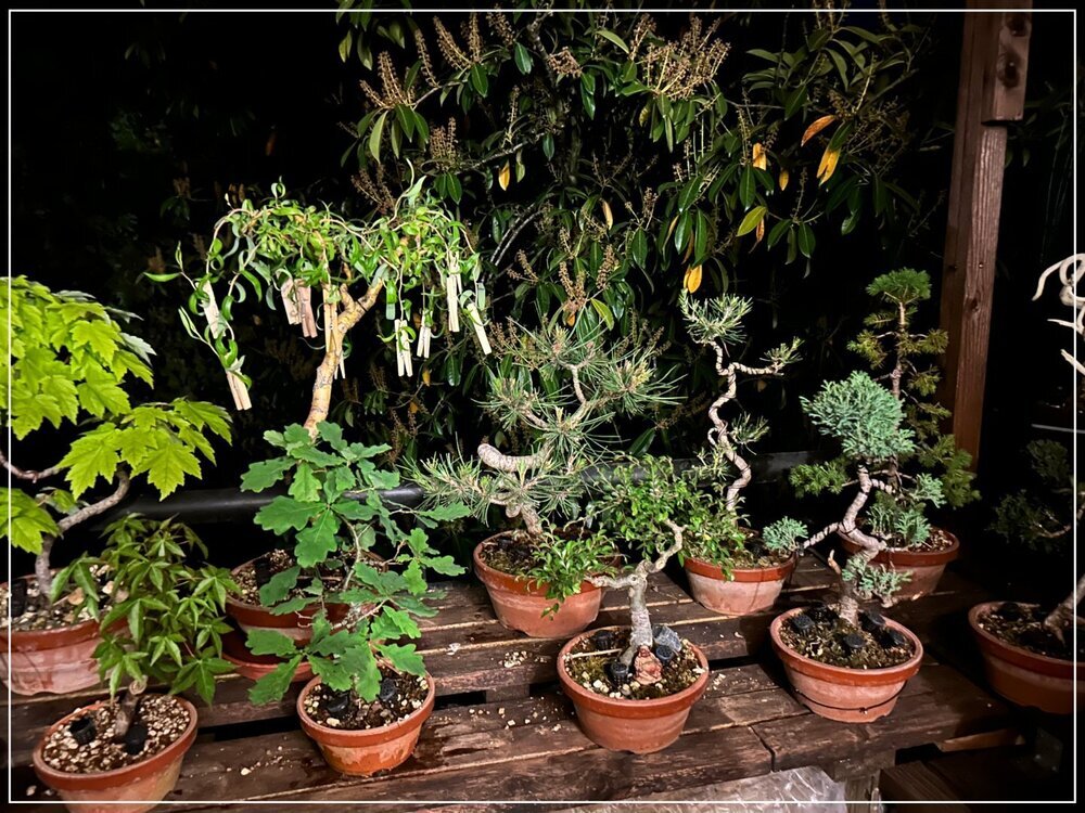 78858883_bonsai2maiB.thumb.jpg.8ac39cd98a0d6fc9582bb10e72115b88.jpg