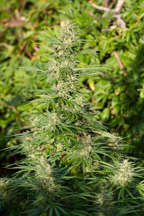 Grow26--87.thumb.jpg.ecb0a0de31e56d36d82c3574cf0394e7.jpg