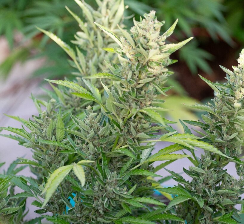 Grow26--88.thumb.jpg.45012c40763186905cfaf90c94a7a6ef.jpg