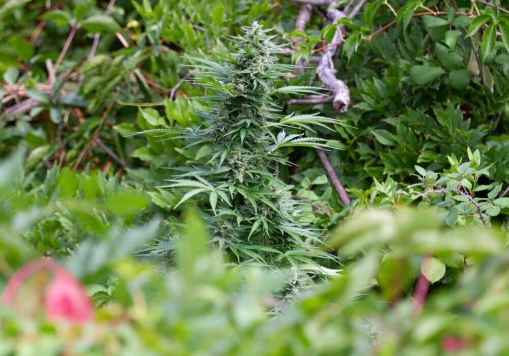 Grow26--89.thumb.jpg.83a81f2a6a3160a97f18d827255d6700.jpg