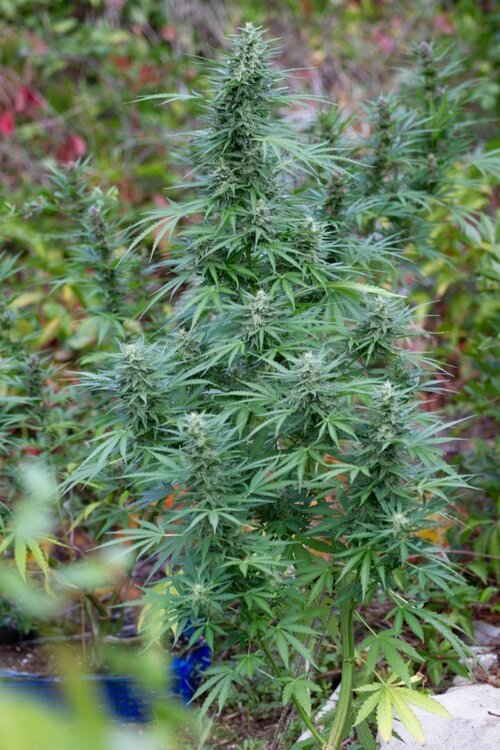 Grow26--90.thumb.jpg.e7d92980cfdbfa56b54b745f5216ffc7.jpg