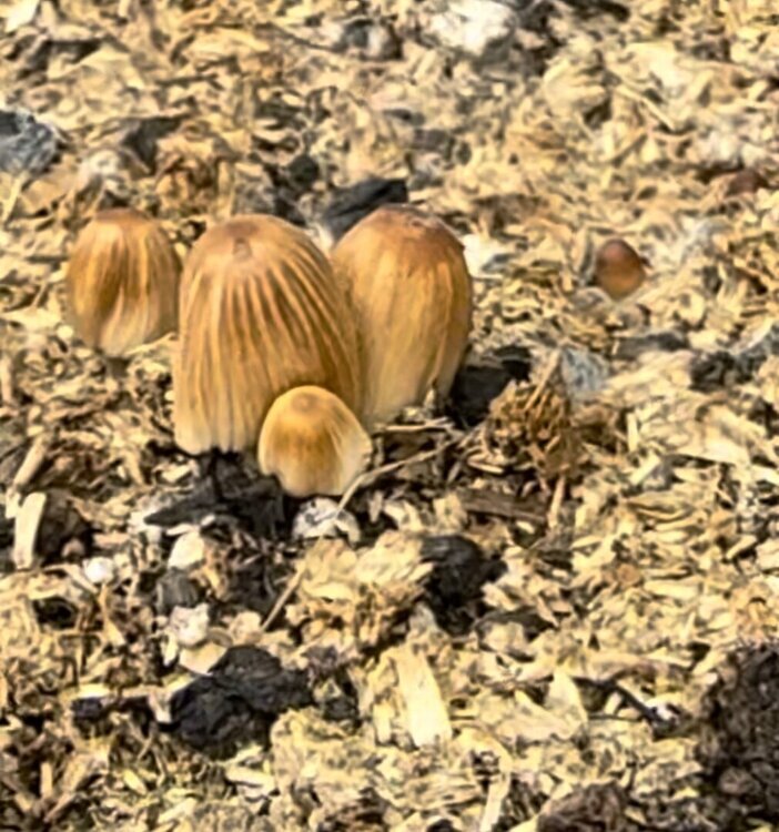 IMG_5290.thumb.jpeg.1c6471fc7cc5a4ed13880377b455a242.jpeg