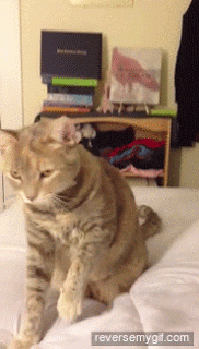Stretch.gif