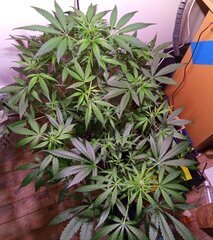 IMG_20260505_180216~2.jpg