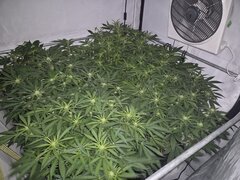 Mandarine Jam Sensi seeds