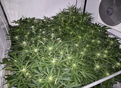 Mandarin Jam Sensi seeds