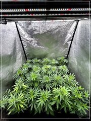 Flo+3 demi-vue   .jpg