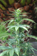 BIG BUD