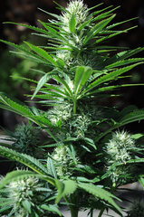 BIG BUD