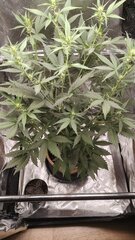 Auto westcoast og