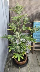 Auto gelato