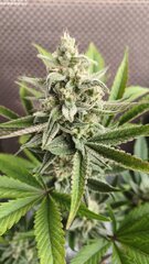 Auto gelato